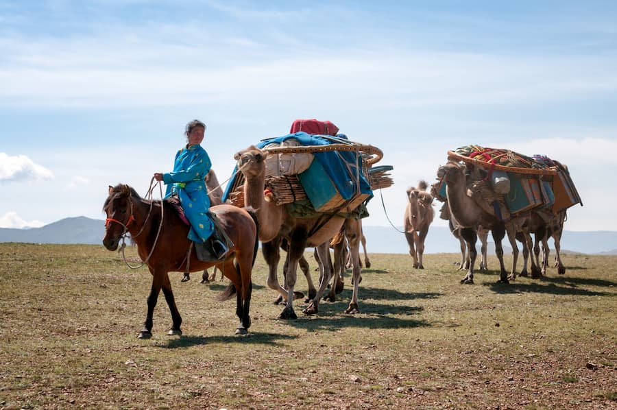 trasporto della yurta con i cammelli